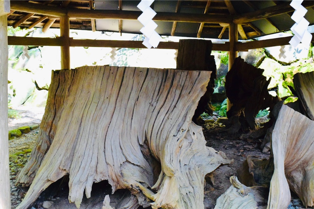 僧の玄賓(げんぴん)が三輪の神様の化身の里女に与えた衣が懸かっていたと謡曲「三輪｣でうたわれた伝説の杉。株だけが保存されている。