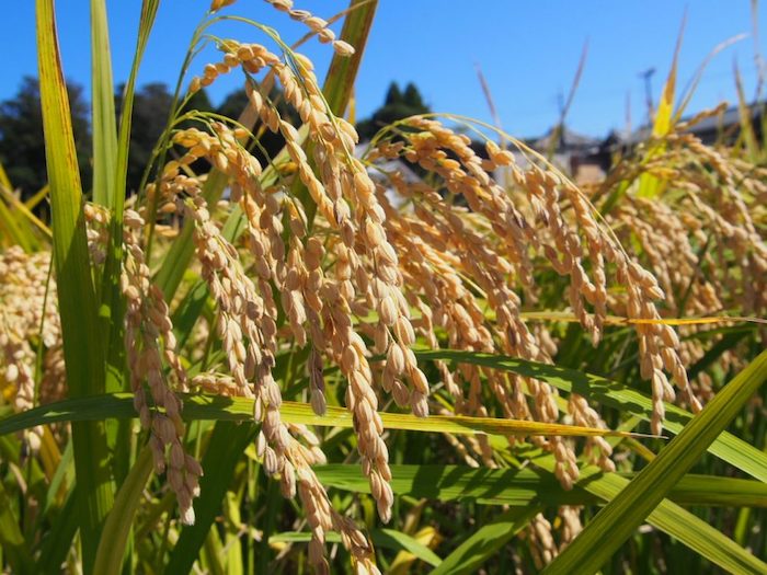 原料米：奈良県産ヒノヒカリ