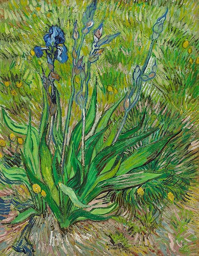最初に描かれた《アイリス》1889年5月、カナダ国立美術館