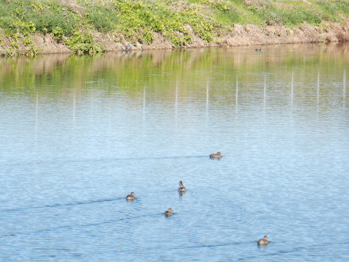 相撲神社〜力と祈りの聖地、相撲発祥の地・桜井市穴師を歩く