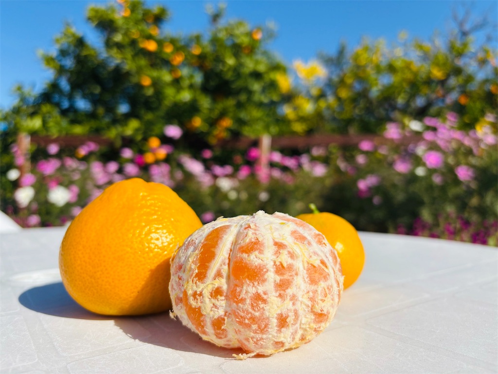 みかん発祥の里、桜井〜中田農園で小さい秋をかじる、穴師の大地が育て