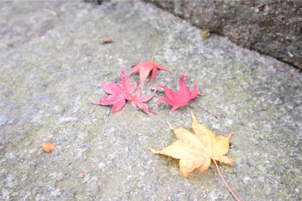 f:id:balladlee:20251118152216j:image