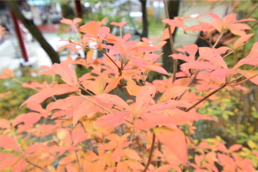 f:id:balladlee:20251118152225j:image