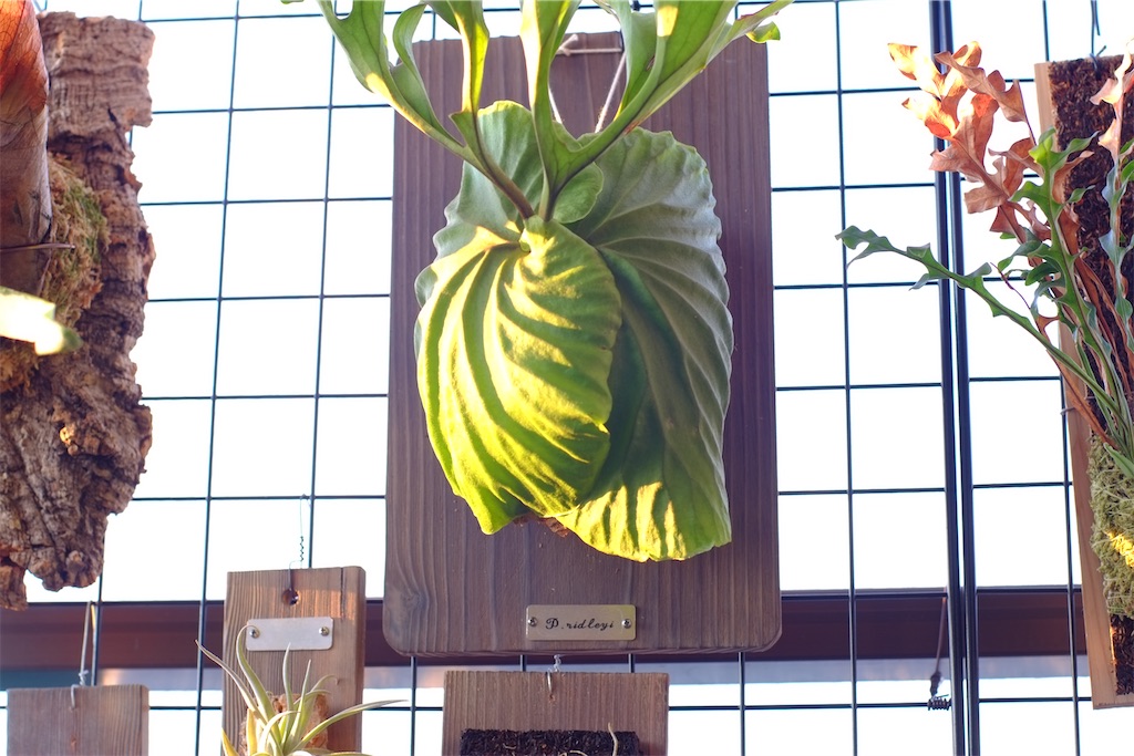 f:id:ballon85:20200620063848j:image f:id:ballon85:20200620063848j:image