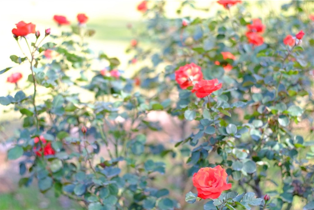 f:id:ballon85:20201121095249j:image f:id:ballon85:20201121095249j:image
