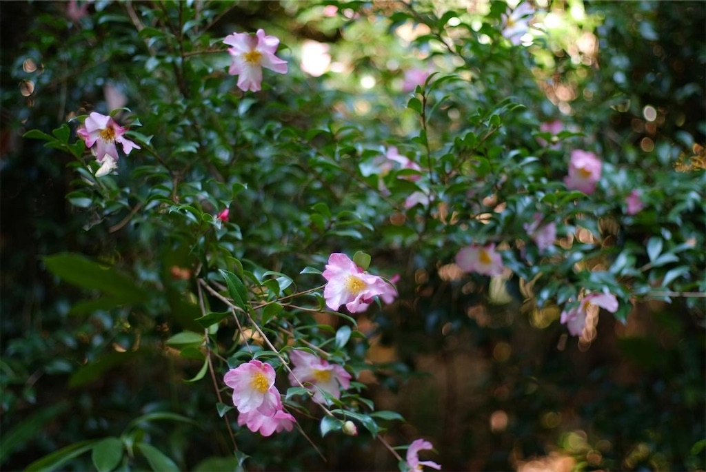 f:id:ballon85:20201121095255j:image f:id:ballon85:20201121095255j:image
