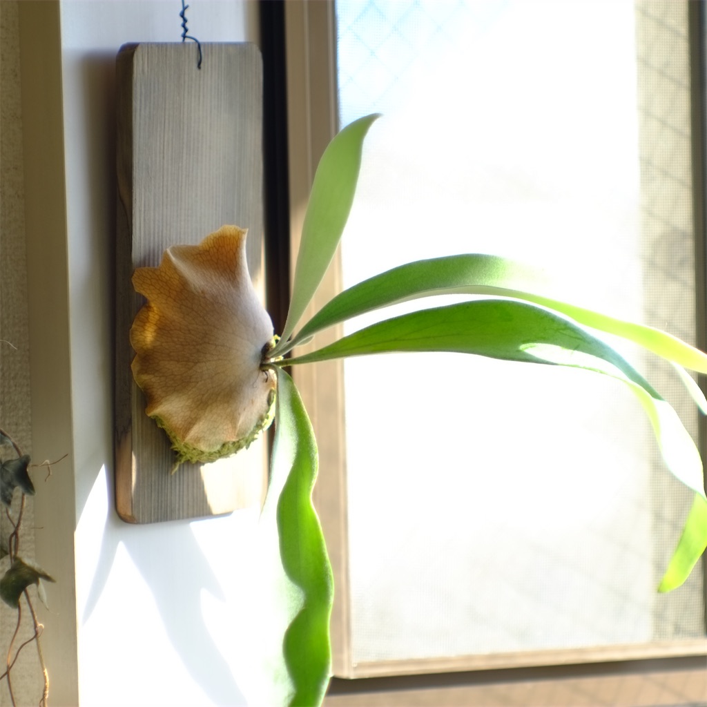 f:id:ballon85:20201121095316j:image f:id:ballon85:20201121095316j:image