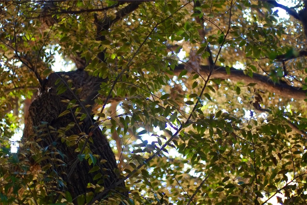 f:id:ballon85:20201121095323j:image f:id:ballon85:20201121095323j:image