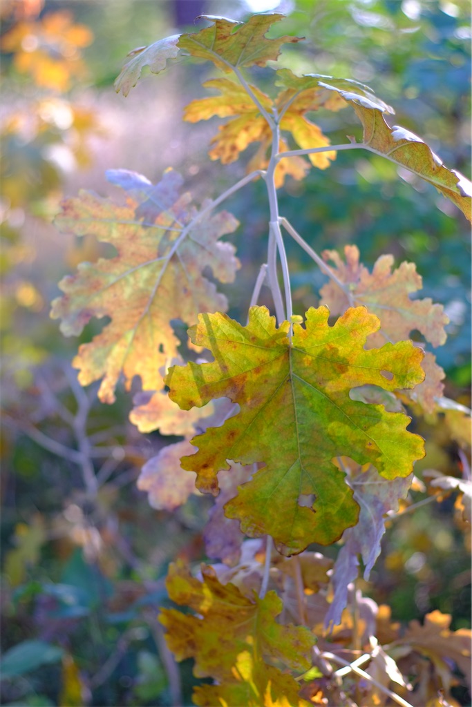 f:id:ballon85:20221106223848j:image f:id:ballon85:20221106223848j:image