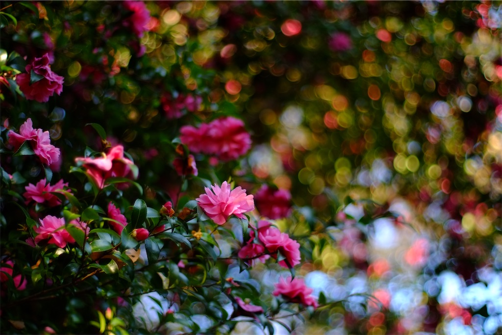f:id:ballon85:20221112171551j:image f:id:ballon85:20221112171551j:image