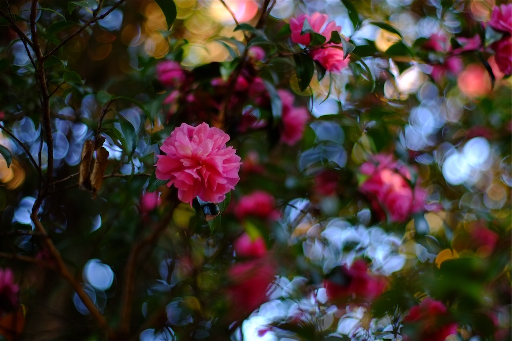 f:id:ballon85:20221112171941j:image f:id:ballon85:20221112171941j:image