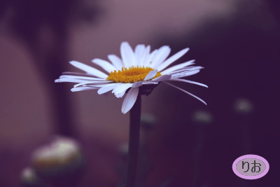 f:id:ballooon:20190202092007j:plain f:id:ballooon:20190202092007j:plain