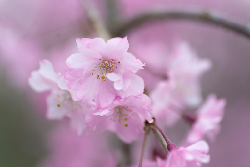 f:id:bals326:20150406214735j:image:w540 f:id:bals326:20150406214735j:image:w540