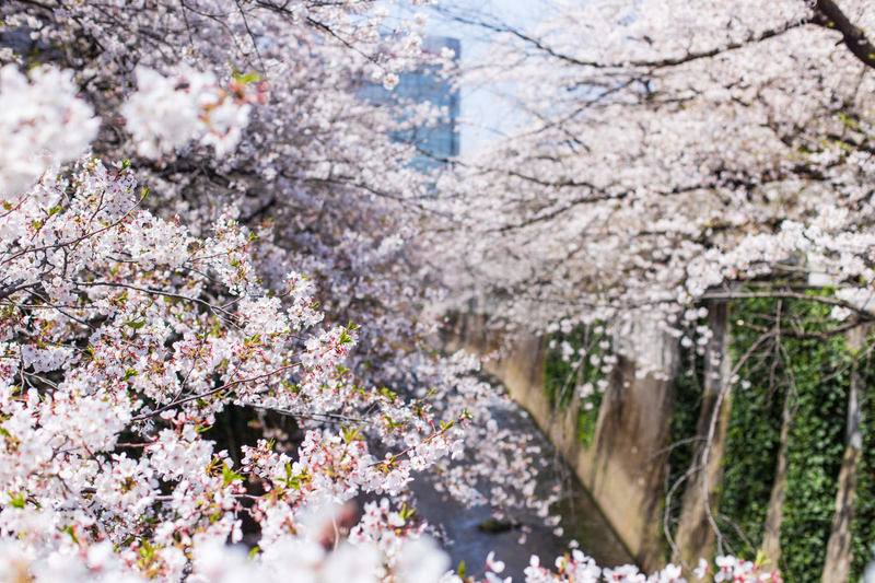 f:id:bals326:20190407191505j:image:w560 f:id:bals326:20190407191505j:image:w560