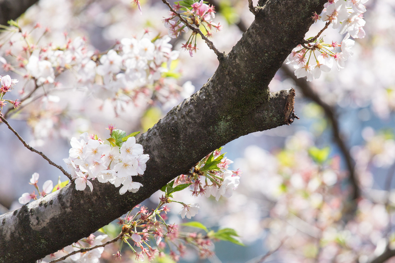 f:id:bals326:20190407191506j:image:w560 f:id:bals326:20190407191506j:image:w560