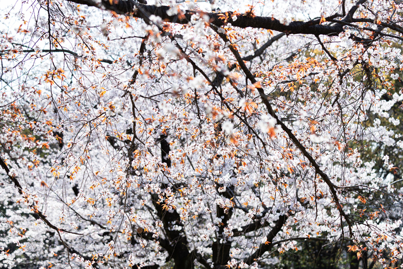 f:id:bals326:20200405154657j:image:w560 f:id:bals326:20200405154657j:image:w560