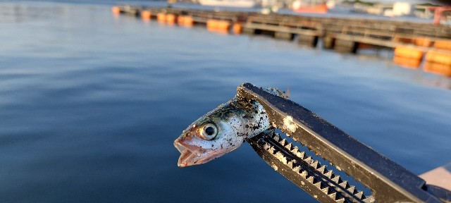 R4 6 2 神奈川県三浦半島某所 五目雑魚釣りアジング 素晴らしき釣りの日々を