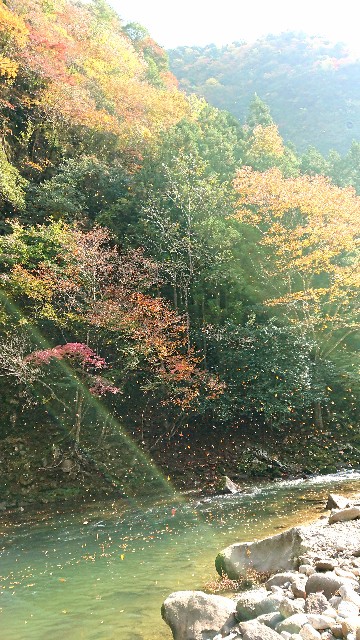 f:id:bambi_eco1020:20201108215610j:image f:id:bambi_eco1020:20201108215610j:image