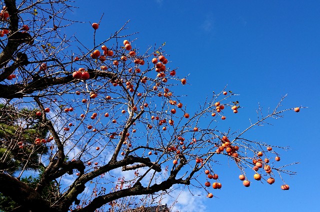 f:id:bambi_eco1020:20201124212239j:image