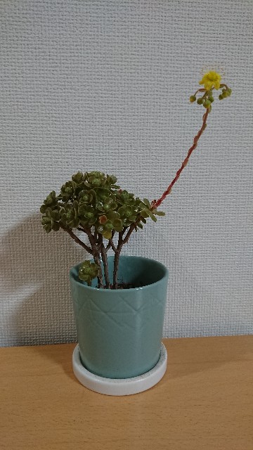 f:id:bambi_eco1020:20220407220741j:image