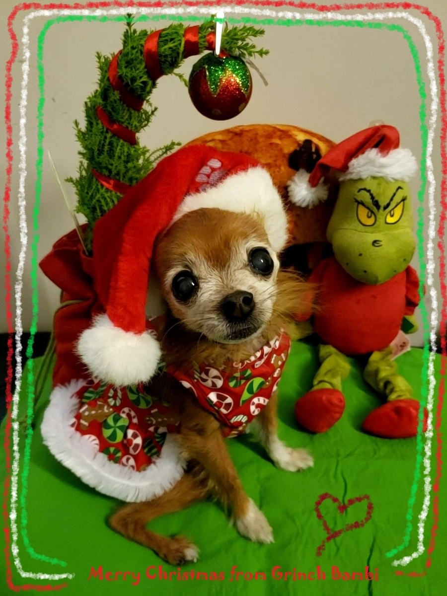 f:id:bambilog:20201226001920j:plain