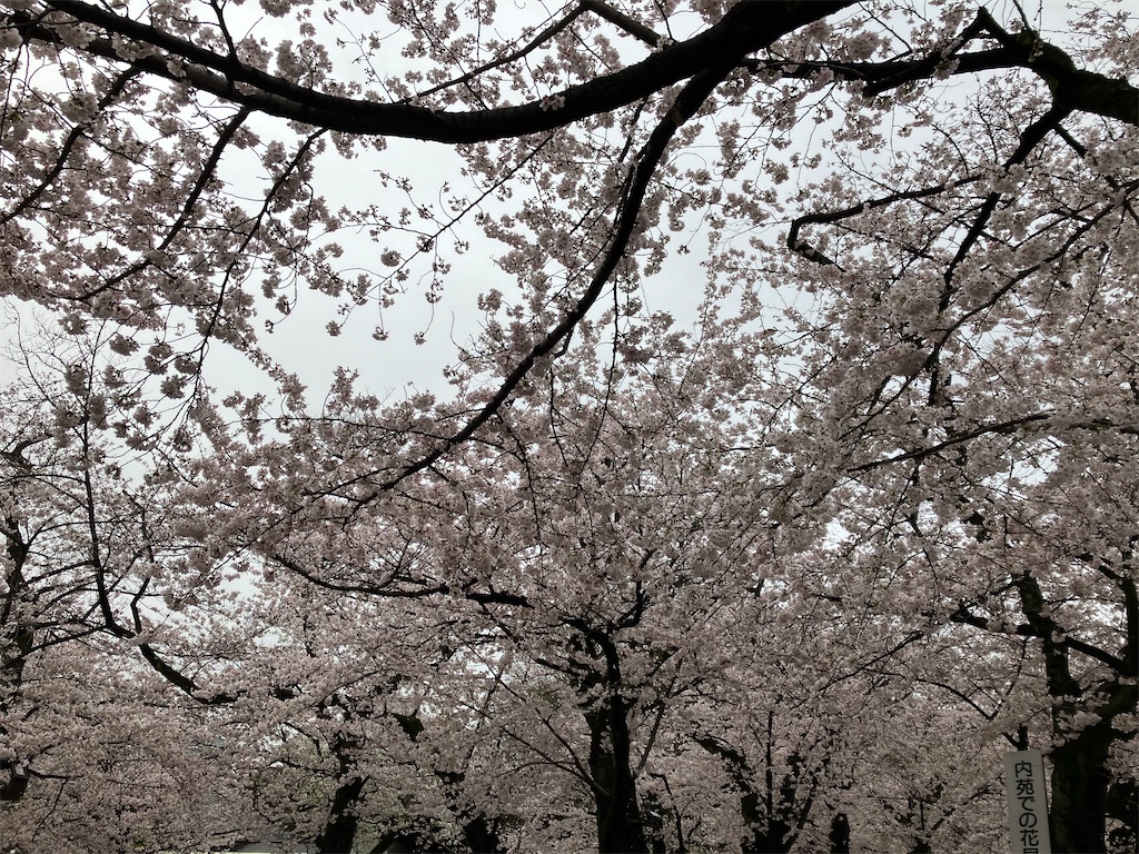 f:id:bamboodancer:20230326151707j:image