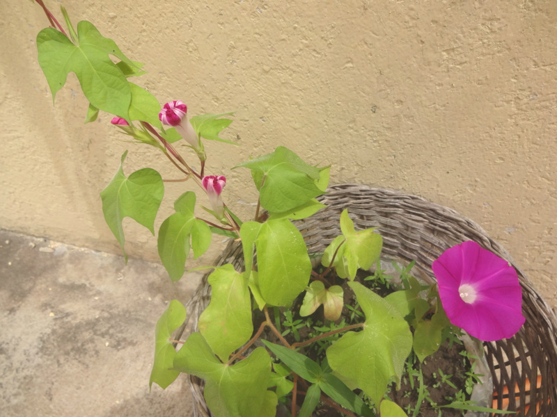 f:id:bams:20140415110246j:image:w640