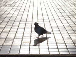 f:id:ban-ban:20060129140543j:image