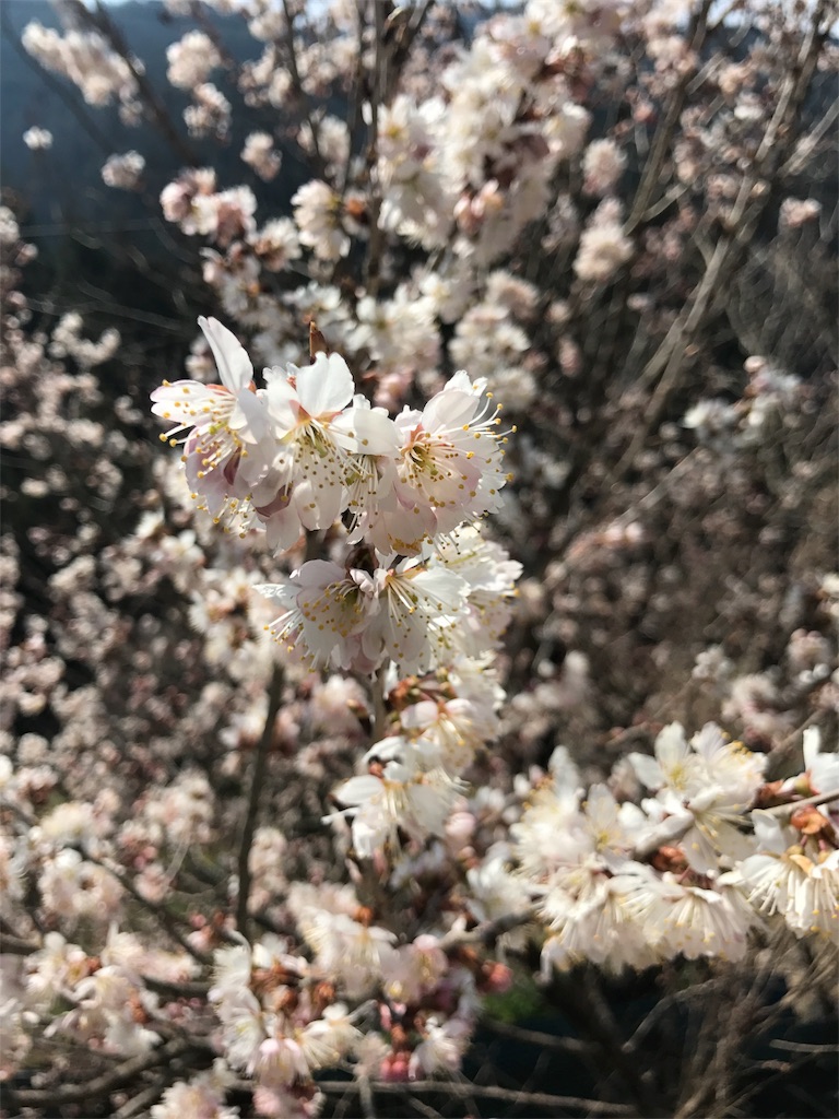 f:id:ban8687tigers:20170319175258j:image