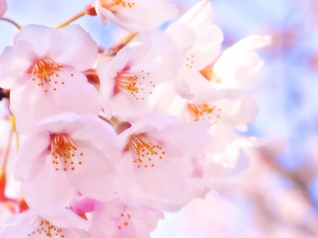 f:id:banana-tanoue:20190405210317j:plain