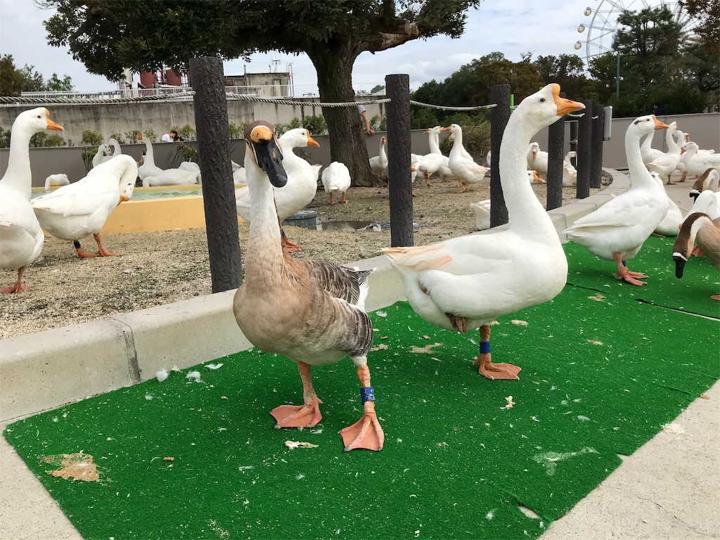 f:id:bananabasyo:20191020212856j:image f:id:bananabasyo:20191020212856j:image