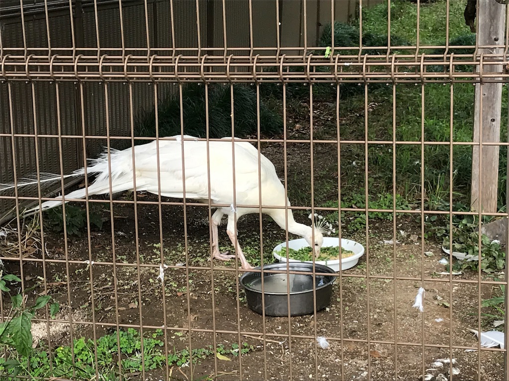 f:id:bananabasyo:20191020212905j:image f:id:bananabasyo:20191020212905j:image