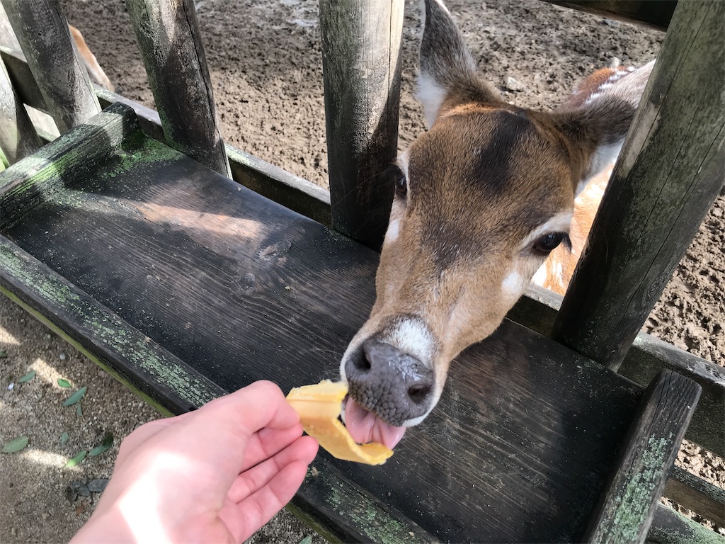 f:id:bananabasyo:20191020230317j:image f:id:bananabasyo:20191020230317j:image