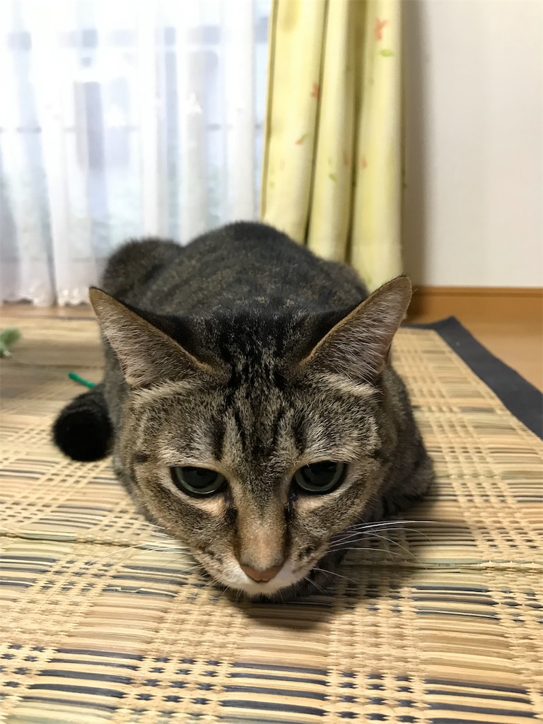 f:id:bananabasyo:20191020233102j:image f:id:bananabasyo:20191020233102j:image
