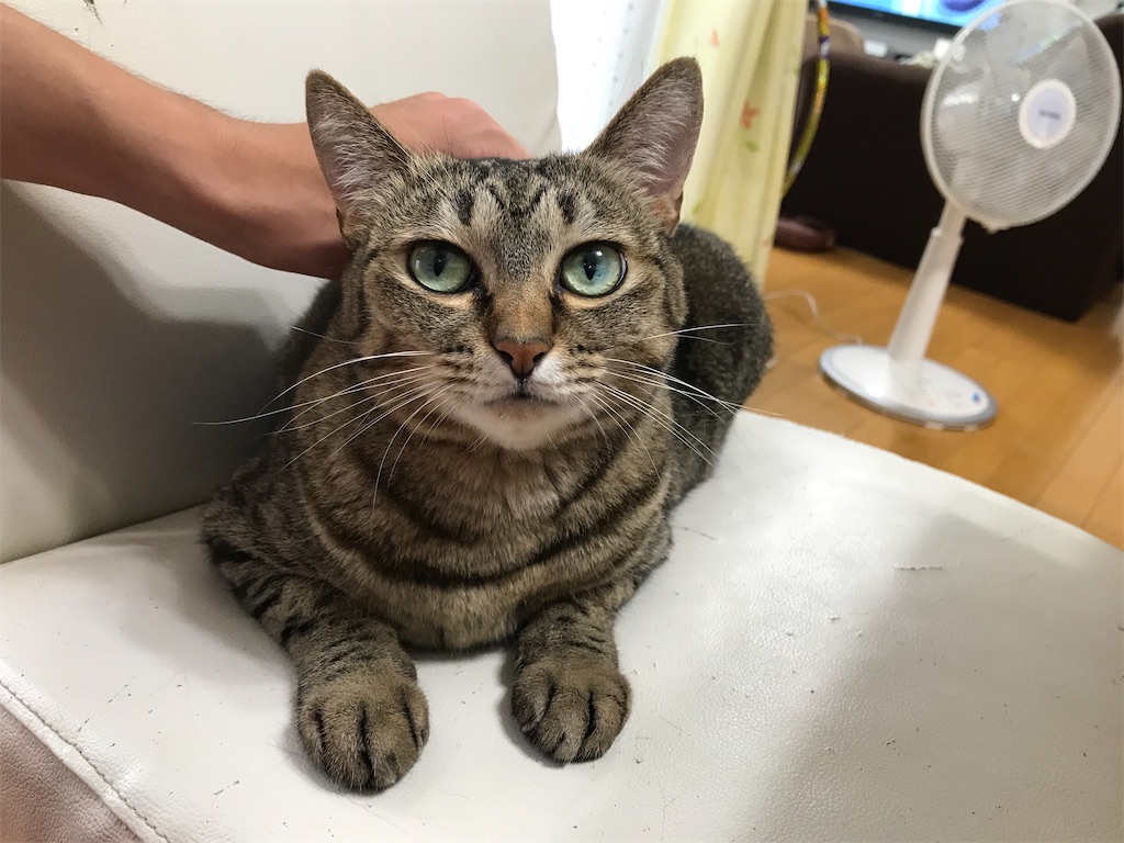 f:id:bananabasyo:20191204174849j:image