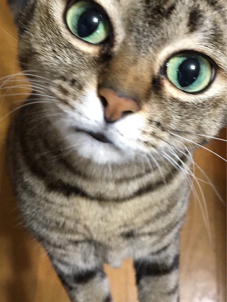 f:id:bananabasyo:20191207194331j:image