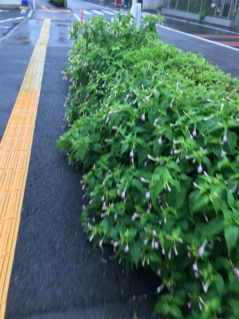 f:id:bananabasyo:20200723184953j:image