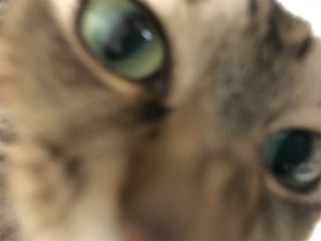 f:id:bananabasyo:20201214223534j:image