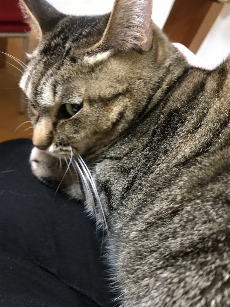 f:id:bananabasyo:20201217230830j:image
