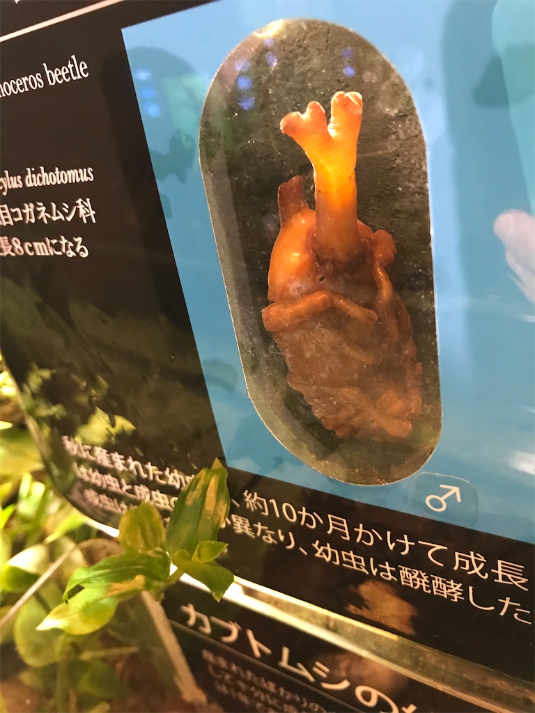 f:id:bananabasyo:20210116211449j:image