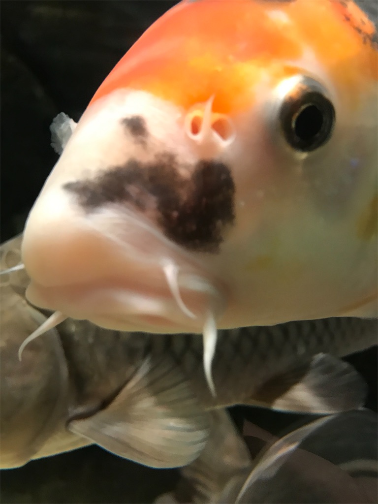f:id:bananabasyo:20210116211630j:image