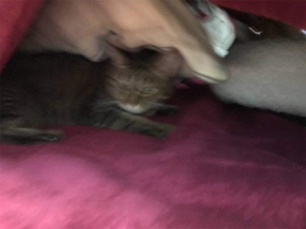 f:id:bananabasyo:20210119211238j:image