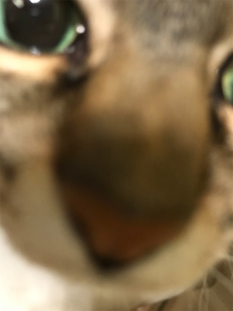 f:id:bananabasyo:20210124220136j:image