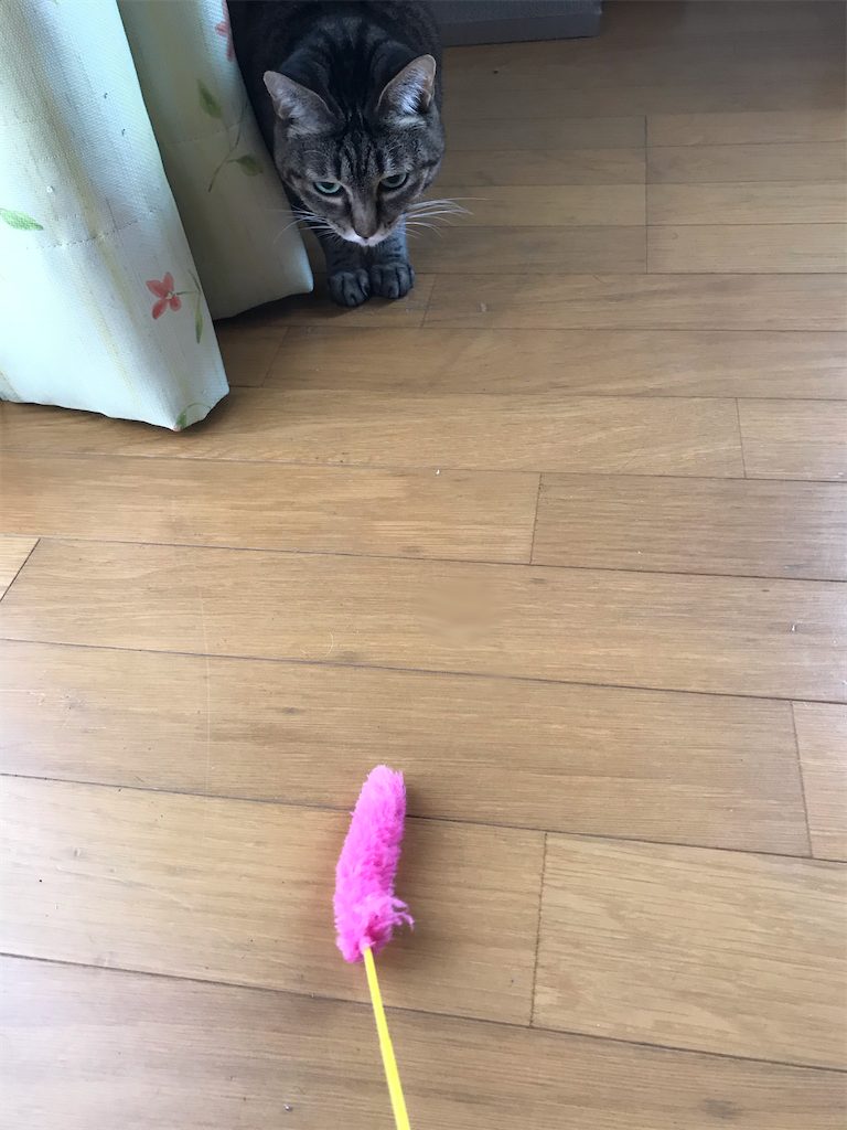 f:id:bananabasyo:20210213193619p:image