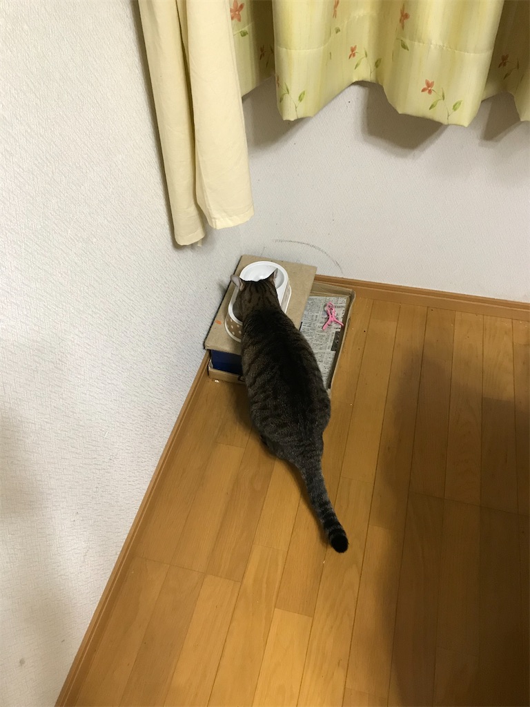f:id:bananabasyo:20210221203349j:image f:id:bananabasyo:20210221203349j:image