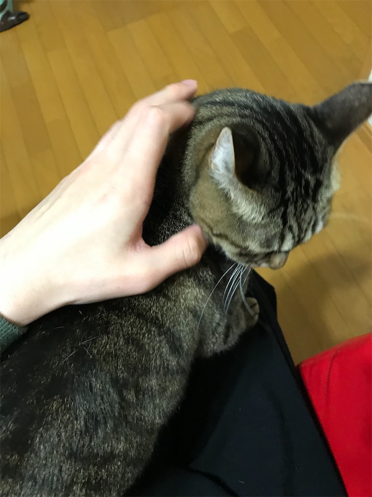f:id:bananabasyo:20210221203419j:image f:id:bananabasyo:20210221203419j:image