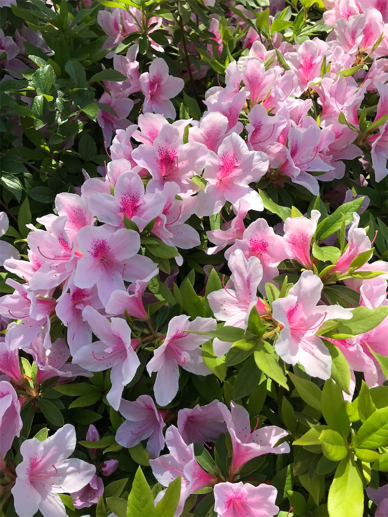 f:id:bananabasyo:20210411194027j:image f:id:bananabasyo:20210411194027j:image