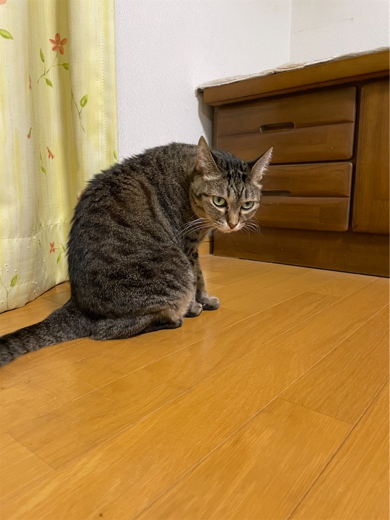 f:id:bananabasyo:20210821194744j:image