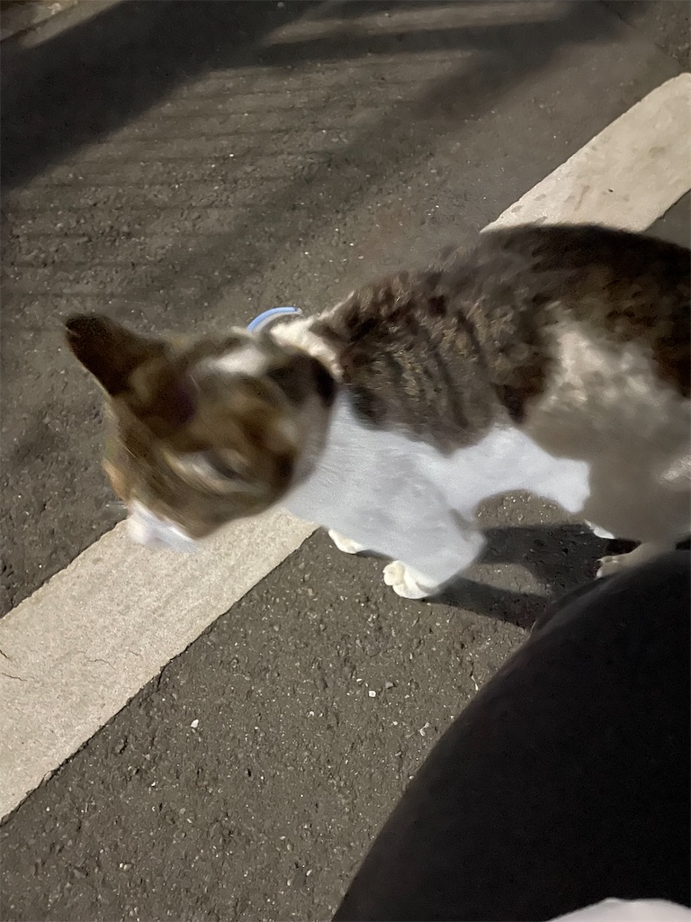 f:id:bananabasyo:20230207231420j:image