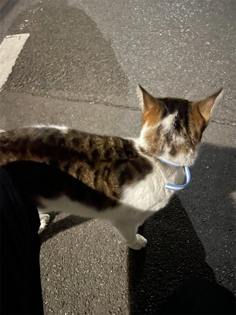 f:id:bananabasyo:20230207231423j:image